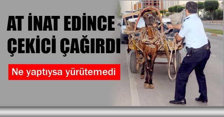At inat edince çekici çağırdı