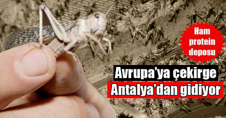 Avrupa’ya çekirge Antalya’dan gidiyor