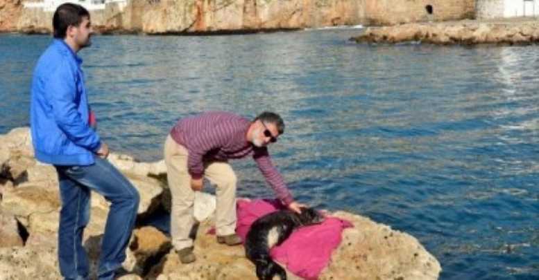 Balıkçılar, Yaralı Foku Kurtardı