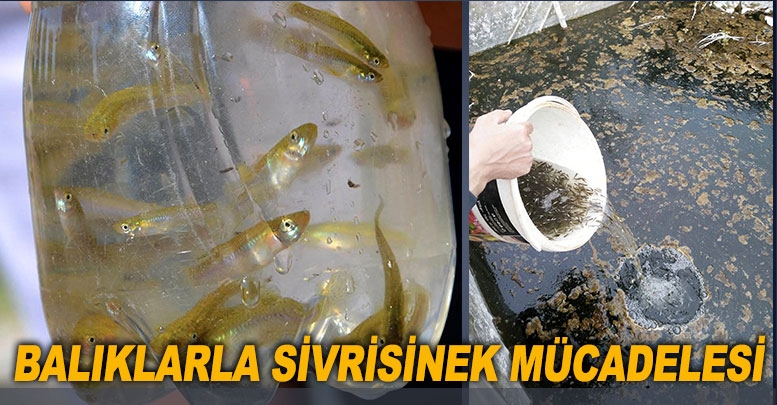 Balıklarla sivrisinek mücadelesi