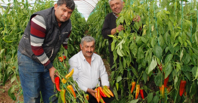 Biberi hastalık vurdu