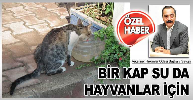 Bir kap su da hayvanlar için