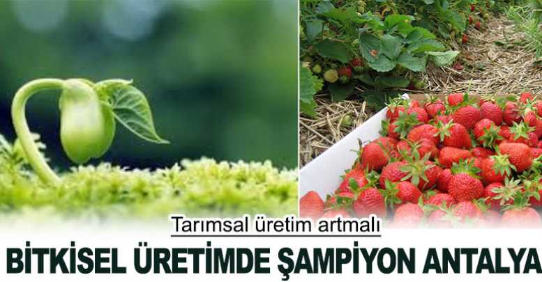Bitkisel üretimde şampiyon Antalya