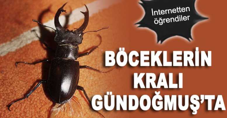 Böceklerin kralı Gündoğmuş’ta