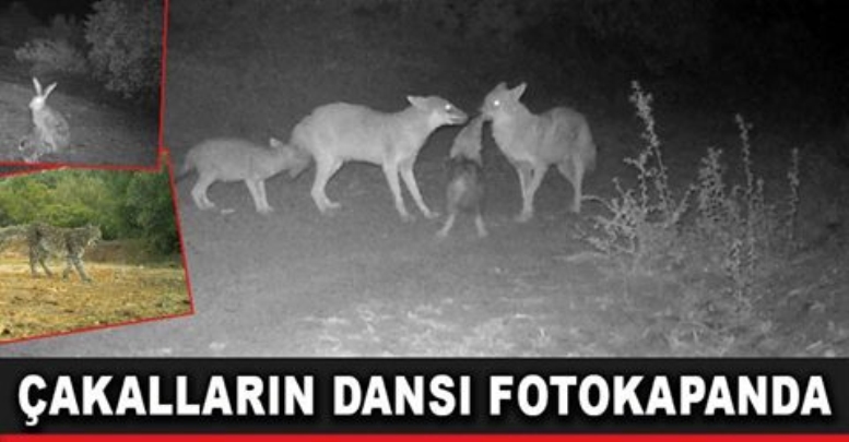 Çakalların dansı fotokapanda