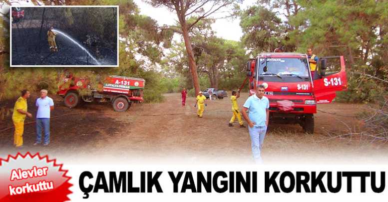 Çamlık yangını korkuttu