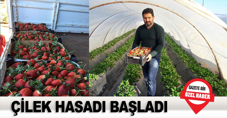 Çilek hasadı başladı