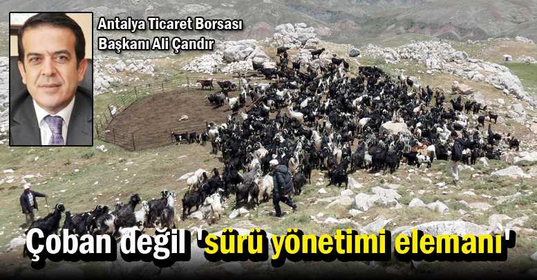 Çoban değil 'sürü yönetimi elemanı'