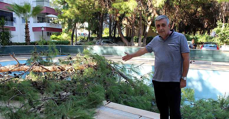 Çürüyen çam havuza devrildi