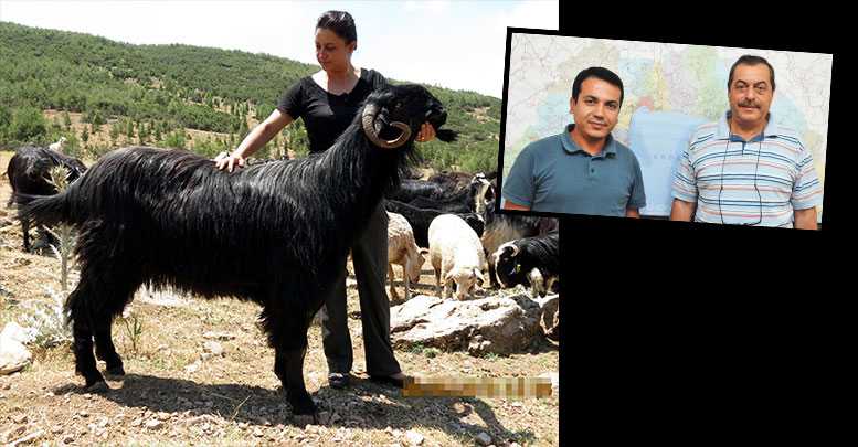 DEV KEÇİLER
