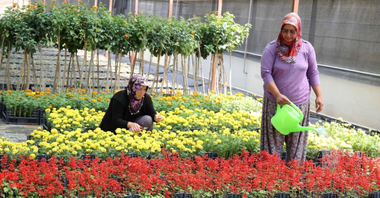 Döşemealtı çiçeğini seralarında üretiyor