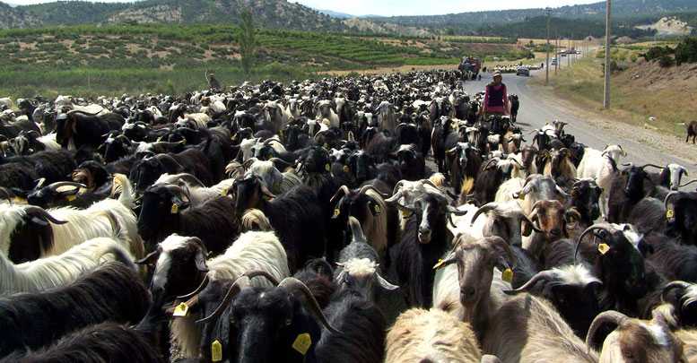 Eğitimli çobanlar