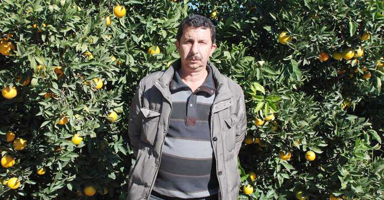 Finike portakalı dalında kaldı