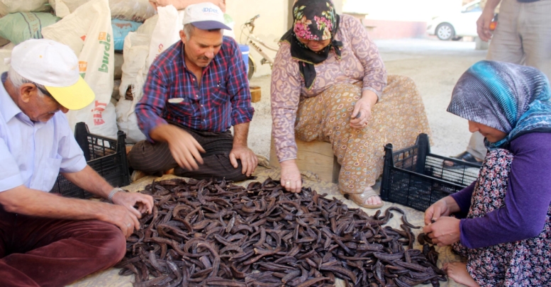 Geçim kaynağı keçiboynuzu