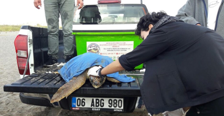 Gölette caretta seferberliği