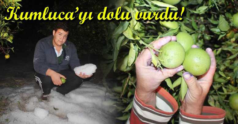 Hasat edemeden telef oldu