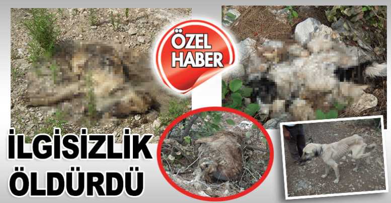 İlgisizlik öldürdü