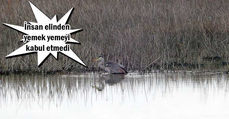 İnsan elinden yemek yemeyi kabul etmedi