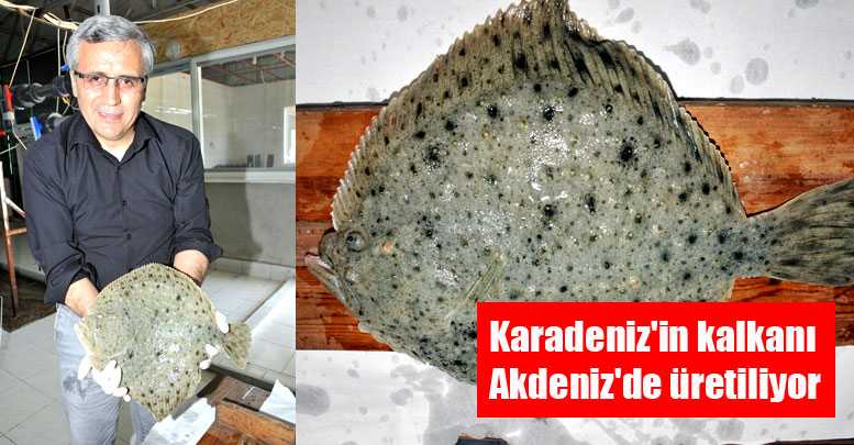 Karadeniz'in kalkanı Akdeniz'de üretiliyor