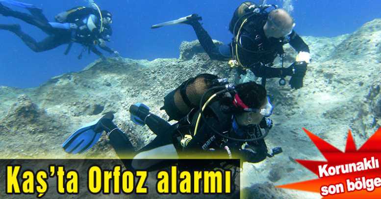 Kaş’ta Orfoz alarmı