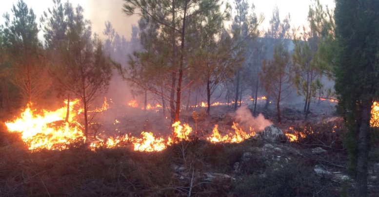 Kaş'ta orman yangını