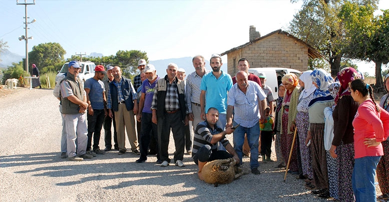 Kazaya karşı kurban kestiler