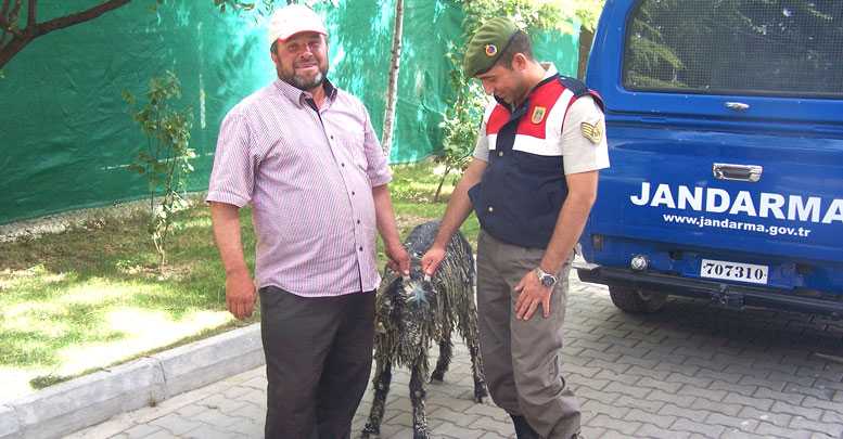 Keçisine kavuştu