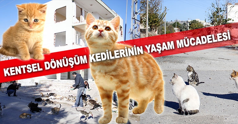 Kentsel dönüşüm kedilerinin yaşam mücadelesi