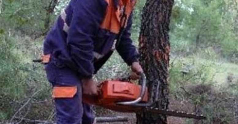 Kestiği Ağacın Altında Kalan Adam Öldü