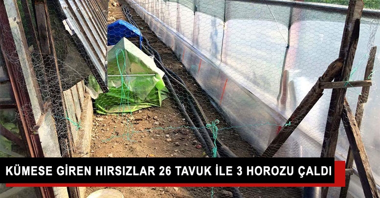 Kümese giren hırsızlar 26 tavuk ile 3 horozu çaldı