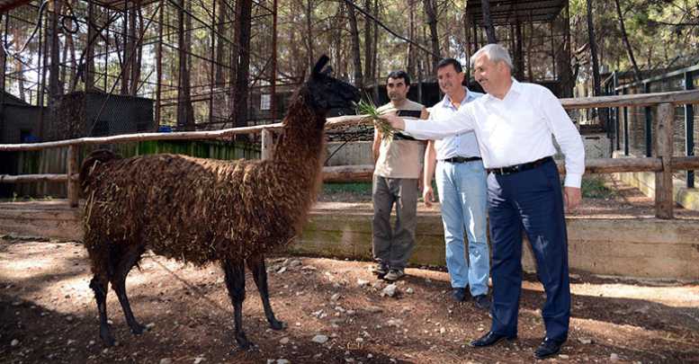 Lama ilgi odağı oldu