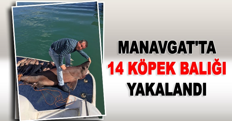 Manavgat'ta 14 köpek balığı yakalandı