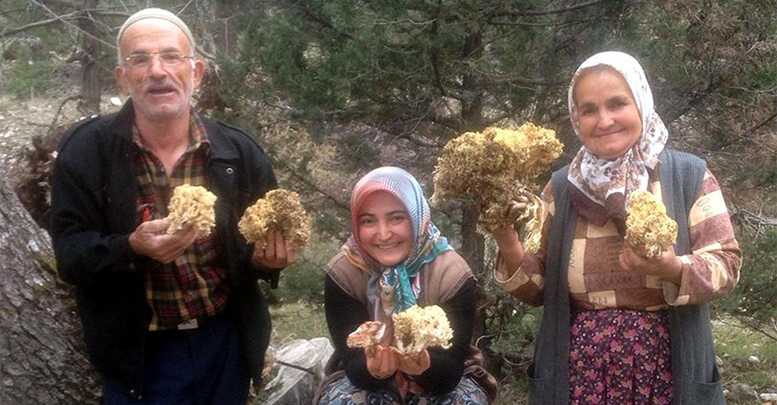 Mantar peşinde
