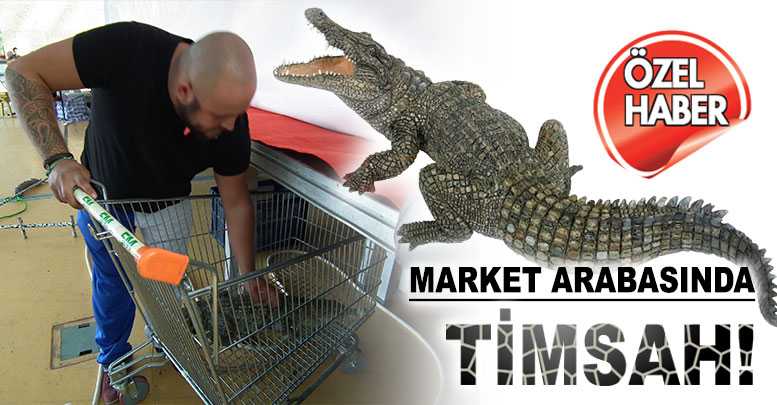 Market arabasında timsah!