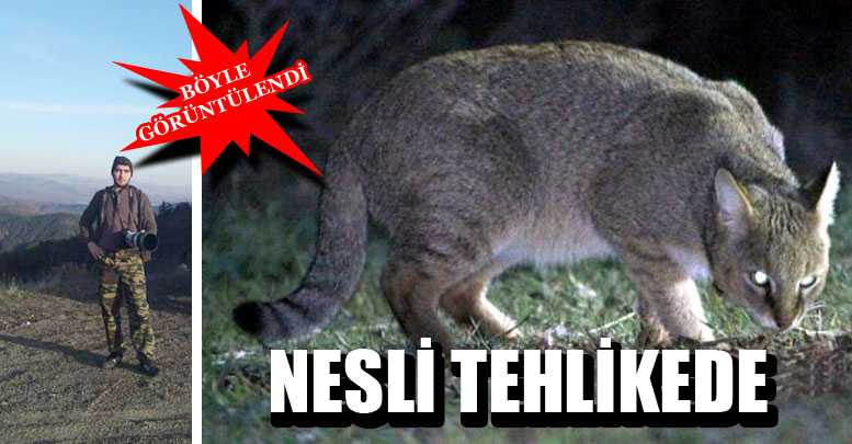 NESLİ TEHLİKEDE OLAN ‘SAZ KEDİSİ’ GÖRÜNTÜLENDİ