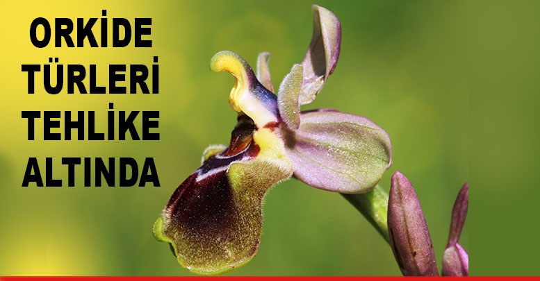 Orkide türleri tehlike altında