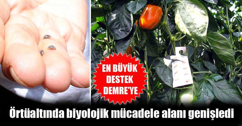 Örtüaltında biyolojik mücadele alanı genişledi