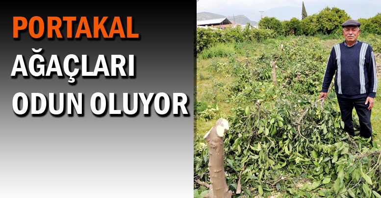 Portakal ağaçları odun oluyor
