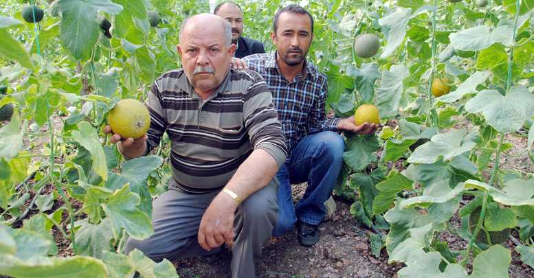 Sera kavunu hasadı başladı