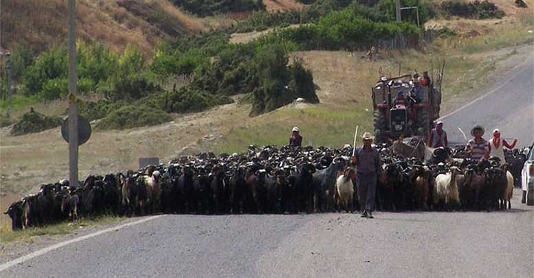 Sertifikalı çoban kursu
