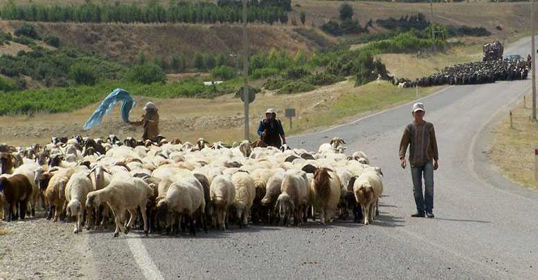 Sertifikalı çobanlar yetişecek