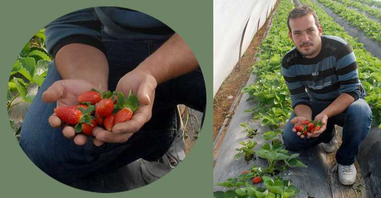 Sezonun ilk çileği 28 liraya satıldı