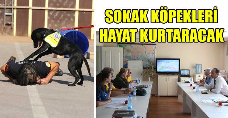 SOKAK KÖPEKLERİ HAYAT KURTARACAK