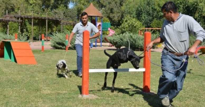 Sokak Köpekleri İçin Eğitim Parkuru