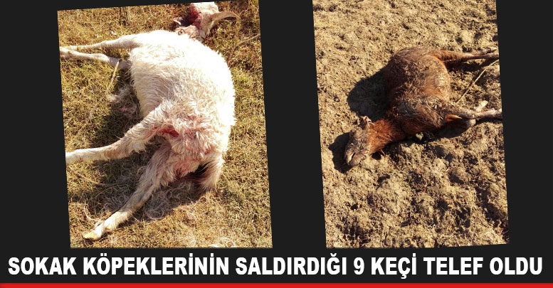 Sokak köpeklerinin saldırdığı 9 keçi telef oldu