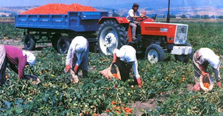 Tarımda ücret yüzde 13 arttı