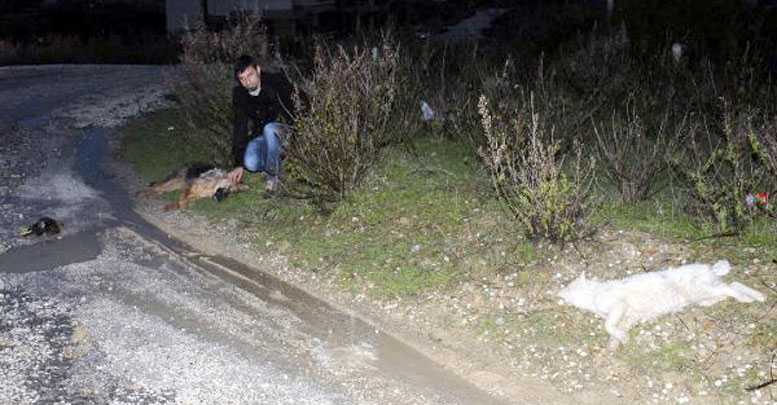 TAVUĞUNU YİYEN KÖPEKLERİ ÖLDÜRDÜ