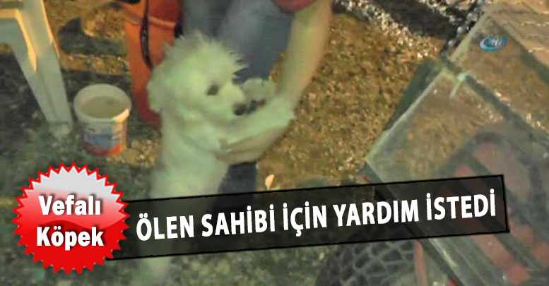 Vefalı Köpek Ölen Sahibi İçin Yardım İstedi