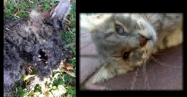 Yine kedi katliamı