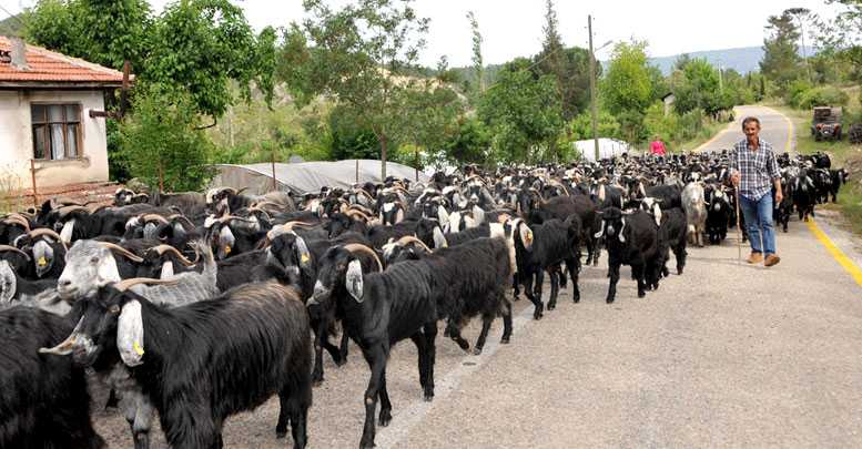 Yörük göçü başladı